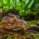 Perché molte specie di rettili sono velenose?