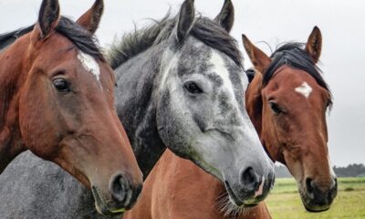 Perché gli algoritmi aiutano a studiare gli animali?