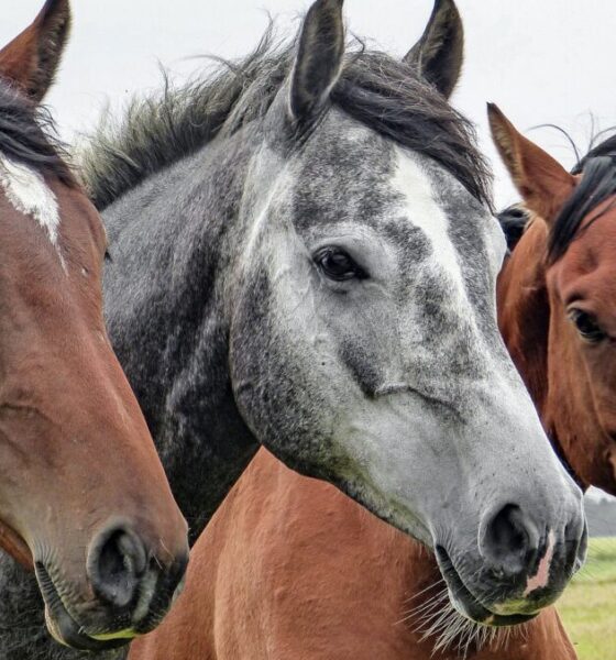 Perché gli algoritmi aiutano a studiare gli animali?