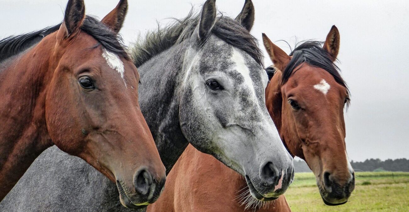 Perché gli algoritmi aiutano a studiare gli animali?