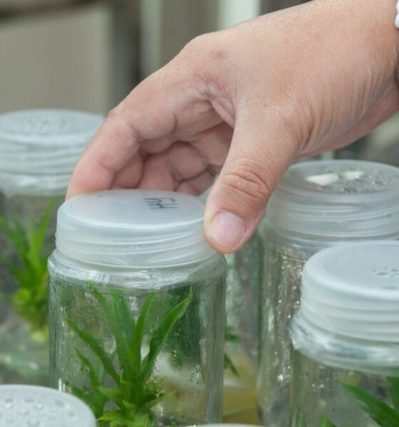 Perché la biotecnologia è innovativa?
