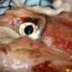 Perché il calamaro colossale ha gli occhi grandi?