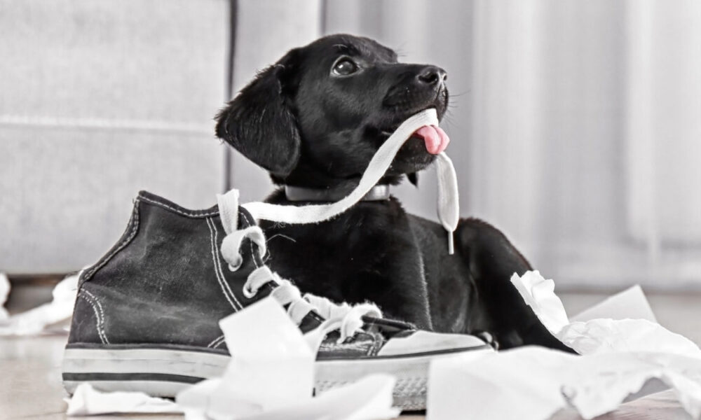 Perché i cani vanno pazzi per le scarpe?