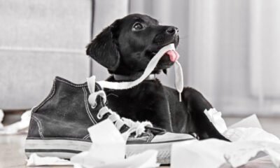 Perché i cani vanno pazzi per le scarpe?