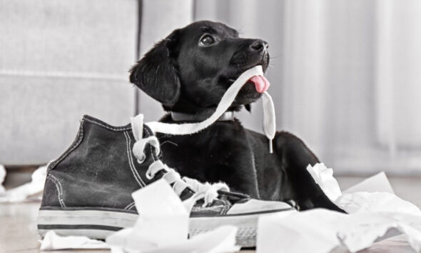 Perché i cani vanno pazzi per le scarpe?