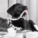 Perché i cani vanno pazzi per le scarpe?