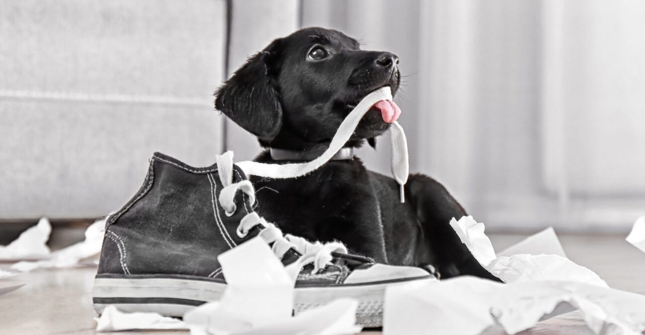 Perché i cani vanno pazzi per le scarpe?