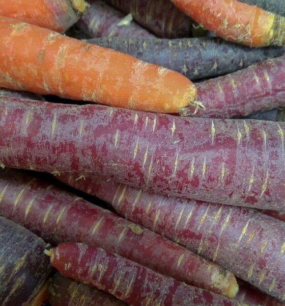 Perché i soldati nascosti nel cavallo di Troia mangiavano carote?