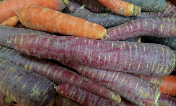 Perché i soldati nascosti nel cavallo di Troia mangiavano carote?