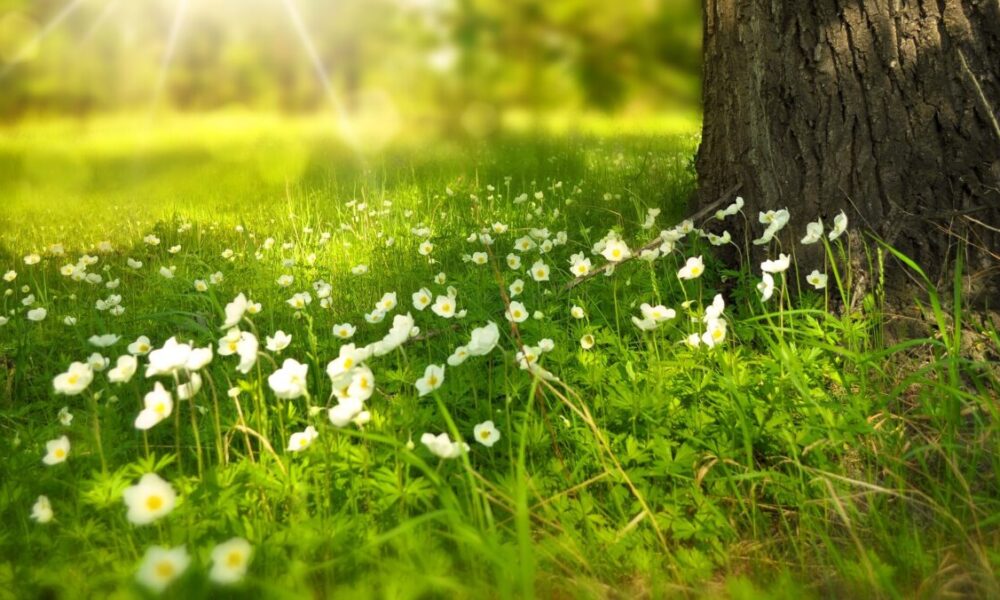 Perché preferisci coltivare fiori nel tuo giardino?