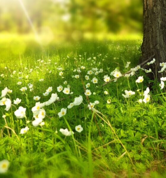 Perché preferisci coltivare fiori nel tuo giardino?