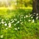 Perché preferisci coltivare fiori nel tuo giardino?