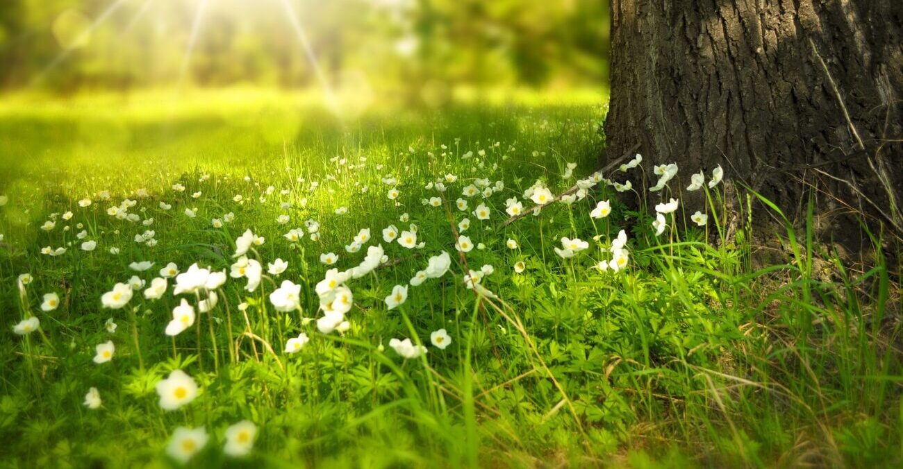 Perché preferisci coltivare fiori nel tuo giardino?