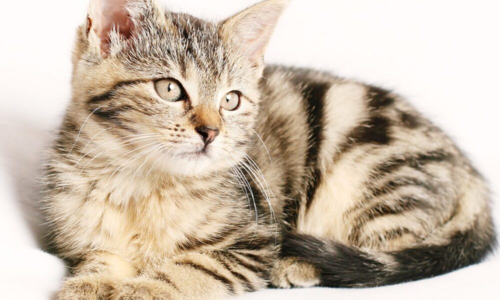 Perché il gatto morde le mani?