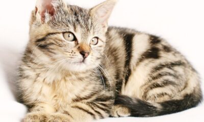 Perché il gatto morde le mani?