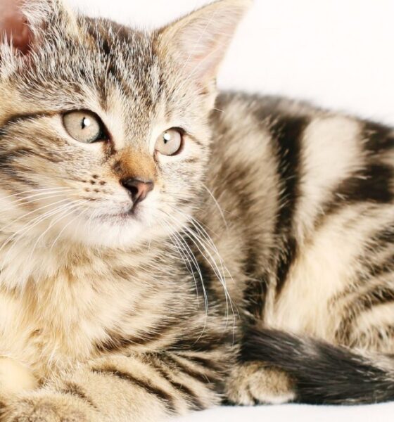 Perché il gatto morde le mani?