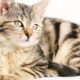 Perché il gatto morde le mani?
