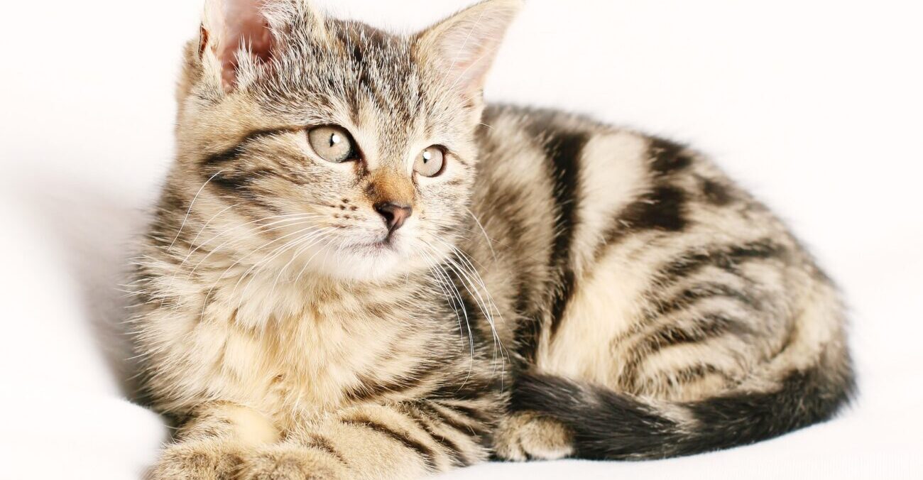 Perché il gatto morde le mani?