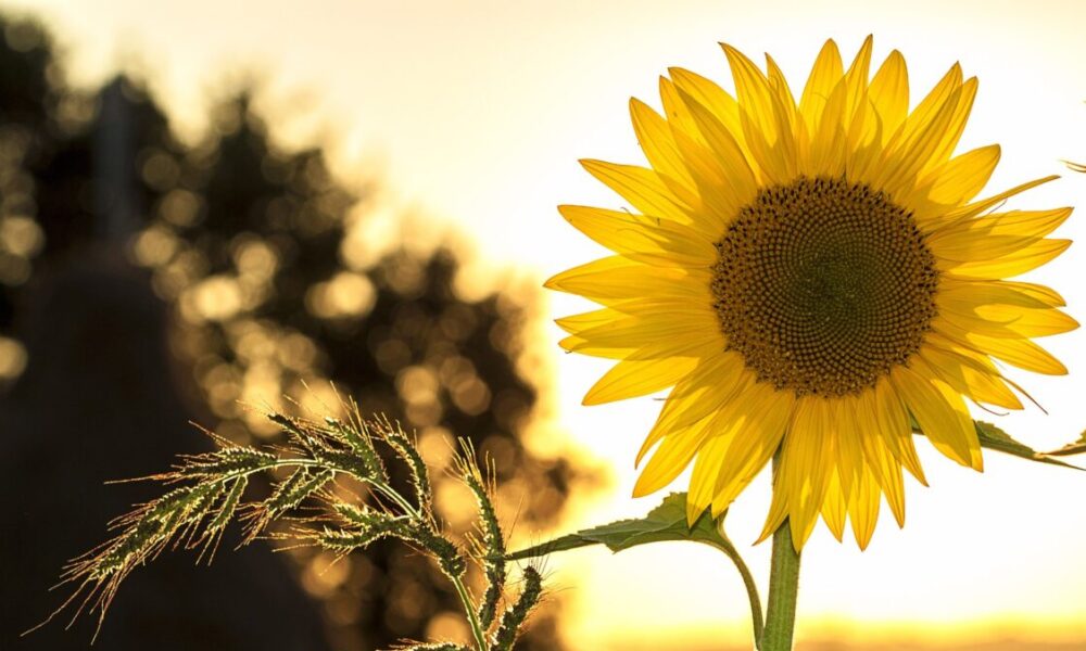 Perché si piantano girasoli in prossimità di un disastro nucleare?
