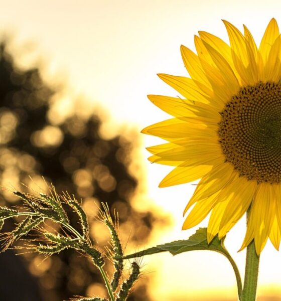 Perché si piantano girasoli in prossimità di un disastro nucleare?