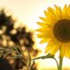 Perché si piantano girasoli in prossimità di un disastro nucleare?