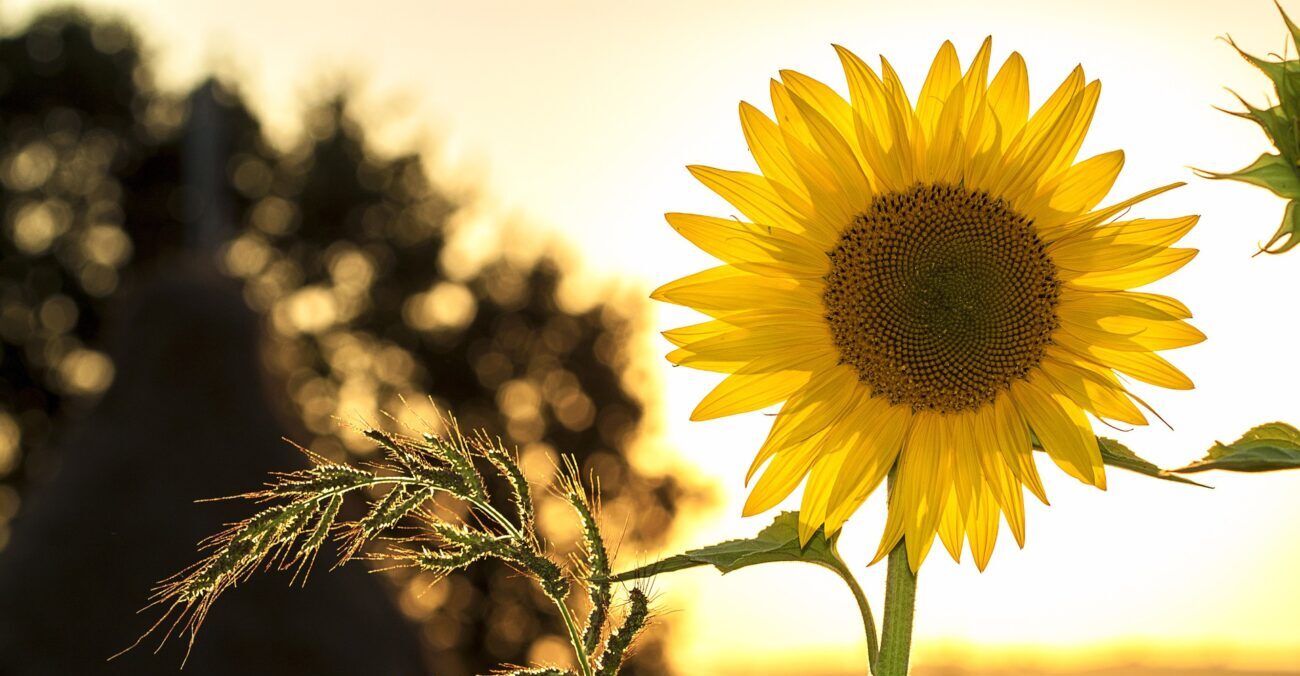 Perché si piantano girasoli in prossimità di un disastro nucleare?