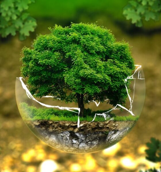 Perché contrastare il greenwashing?