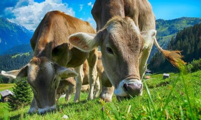 Perché le mucche hanno uno stomaco diviso in quattro camere?
