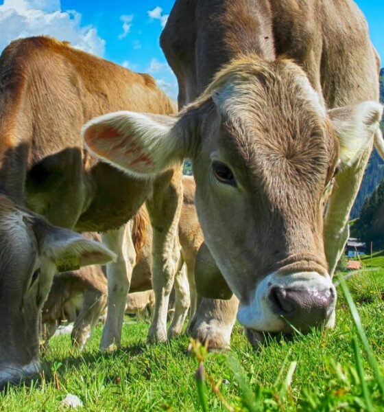 Perché le mucche hanno uno stomaco diviso in quattro camere?