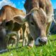 Perché le mucche hanno uno stomaco diviso in quattro camere?