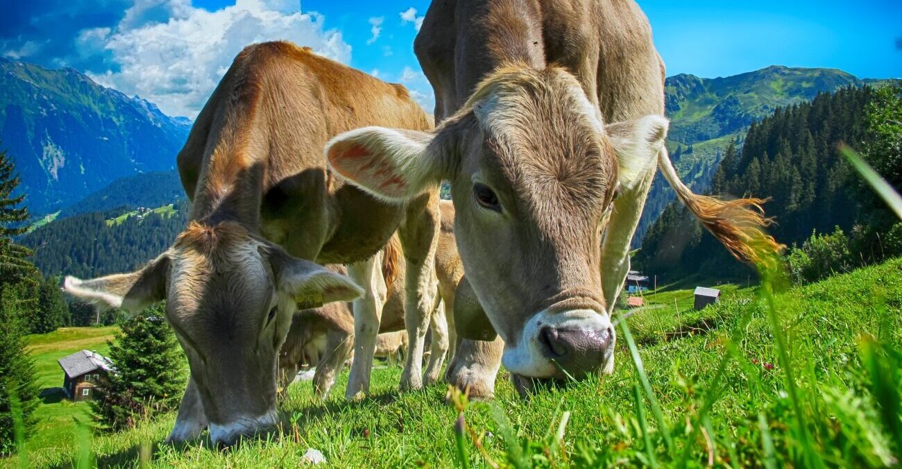Perché le mucche hanno uno stomaco diviso in quattro camere?