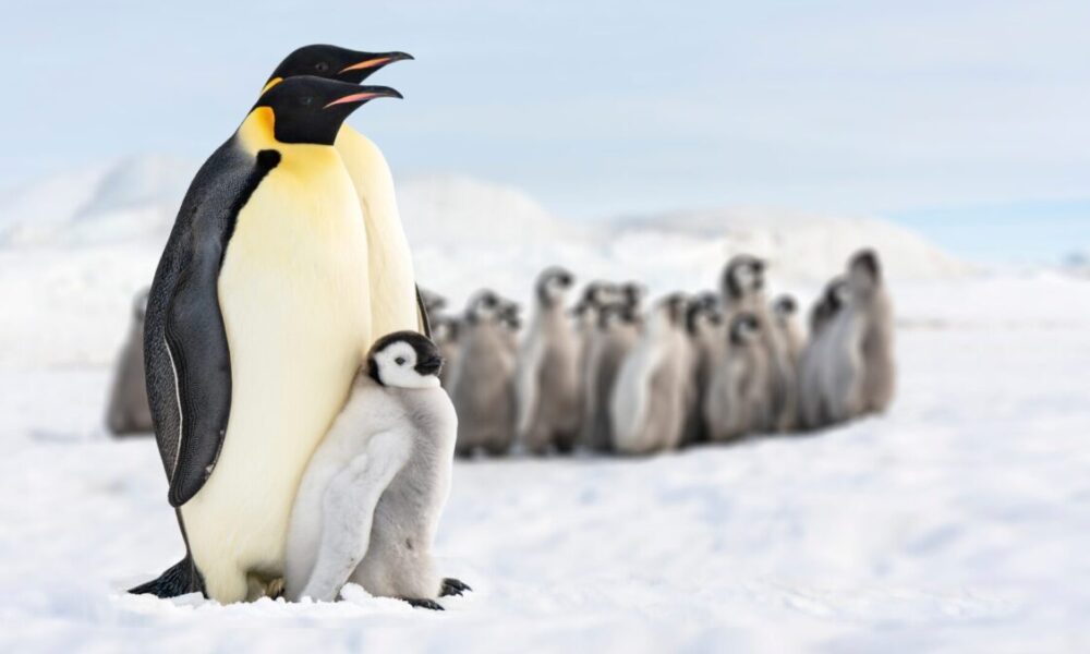 Perché i pinguini dormono più volte al giorno?