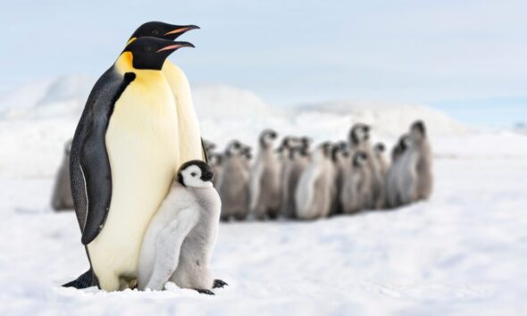 Perché i pinguini dormono più volte al giorno?