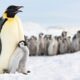 Perché i pinguini dormono più volte al giorno?