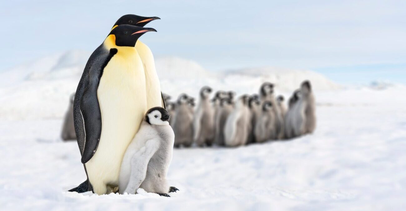 Perché i pinguini dormono più volte al giorno?