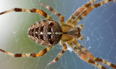 Perché alcuni ragni fingono di essere formiche?