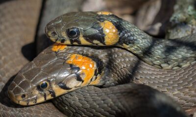 Perché i serpenti si rilassano se sono insieme?