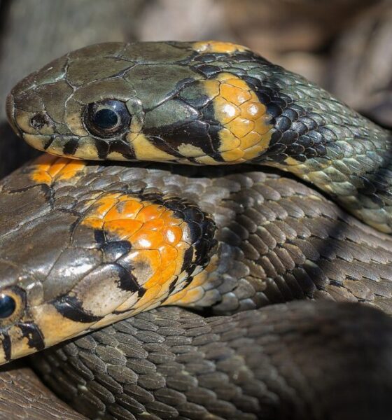 Perché i serpenti si rilassano se sono insieme?