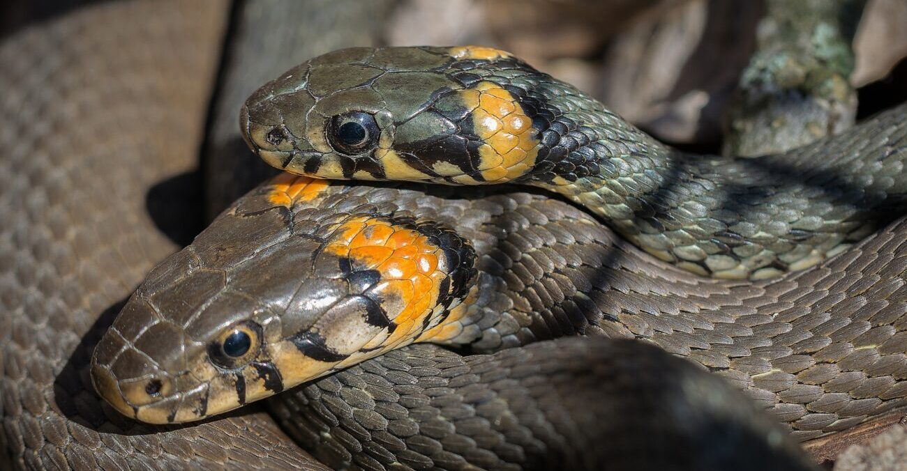 Perché i serpenti si rilassano se sono insieme?